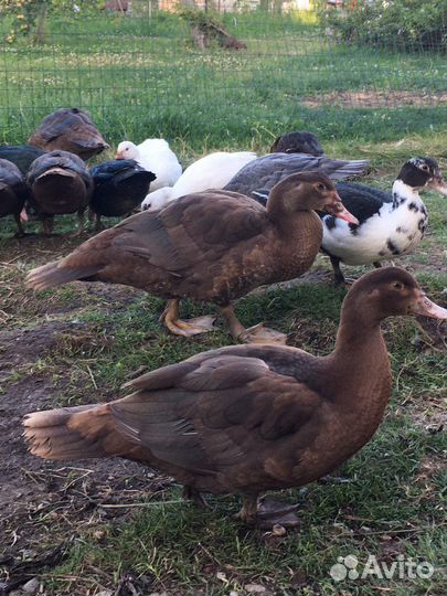 Индоутки (Красный бык) на племя