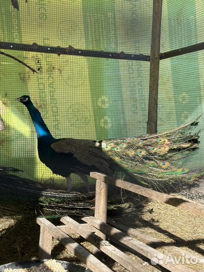 Павлины продажа / два самца и самка
