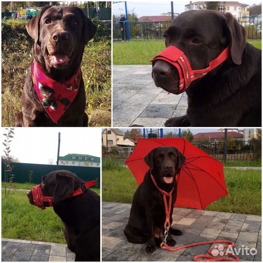 Ошейник, поводки, шлейки. Цены до