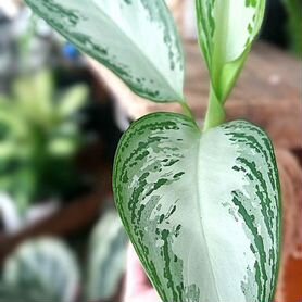 Аглаонема Сильвер Бей (Aglaonema Silver Bay)