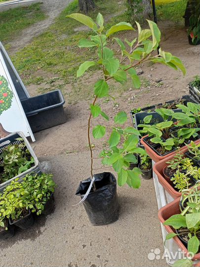 Саженцы яблони,груши,малина,крыжовник,жимолость