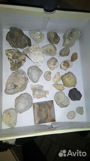 Окаменелости. Аммониты. Белемниты. Палеонтология