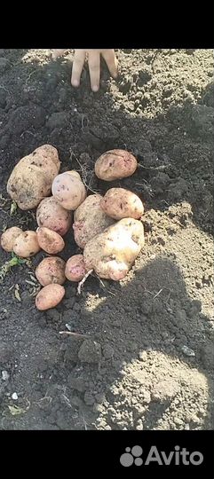 Семенной картофель