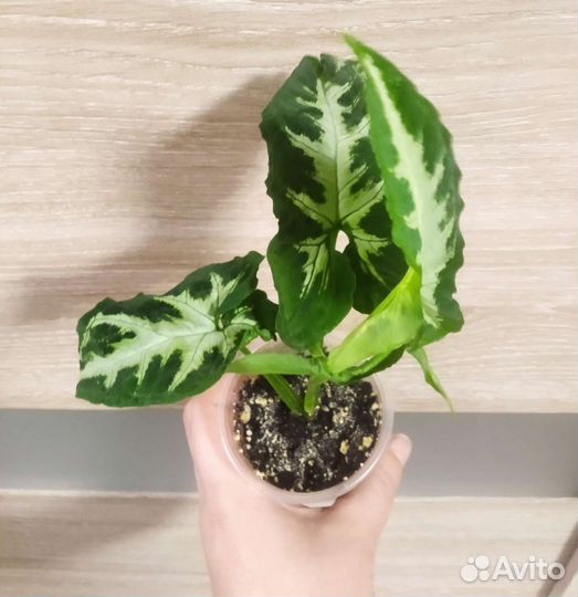 Сингониумы