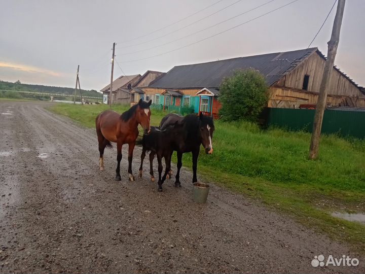 Продам коней