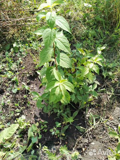 Жасмин садовый