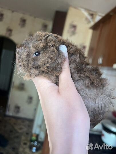 Морские свинки перуанские