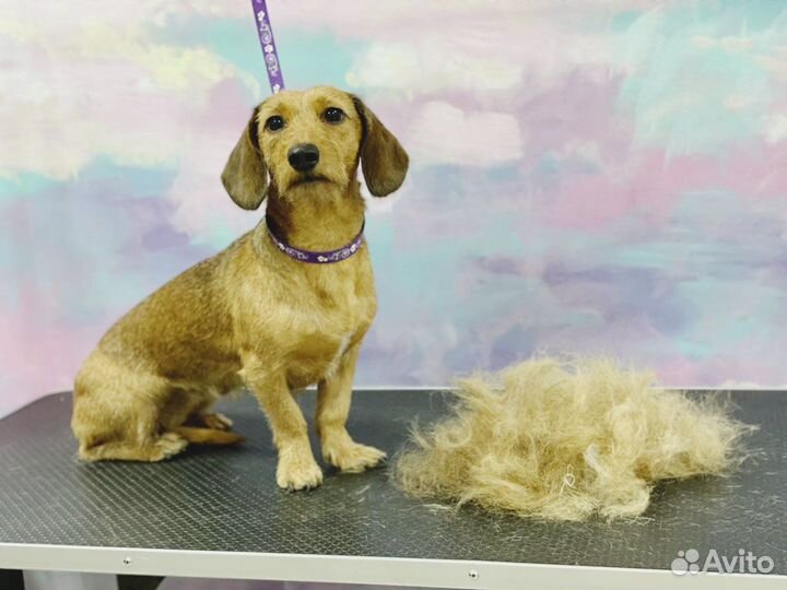 Стрижка, мытьё, сушка, груминг, зоосалон