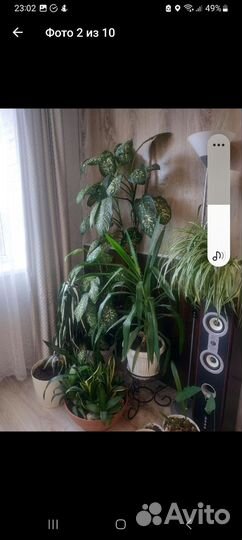 Строманта,хлорофитум и другие цветы,поделюсь