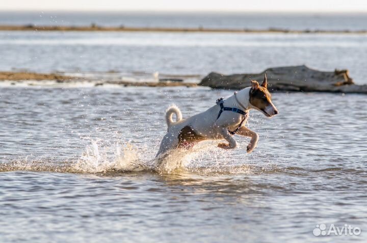 Джек Рассел терьер. Вязка