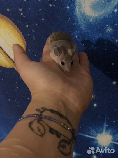 Мыши иглистые - Акомисы