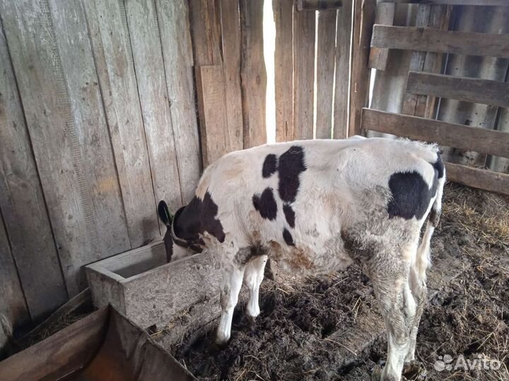 Продам бычков