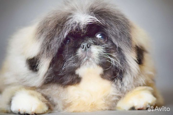 Щенки пекинеса три месяца