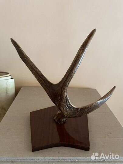 Продам рога лося на полированной полставке