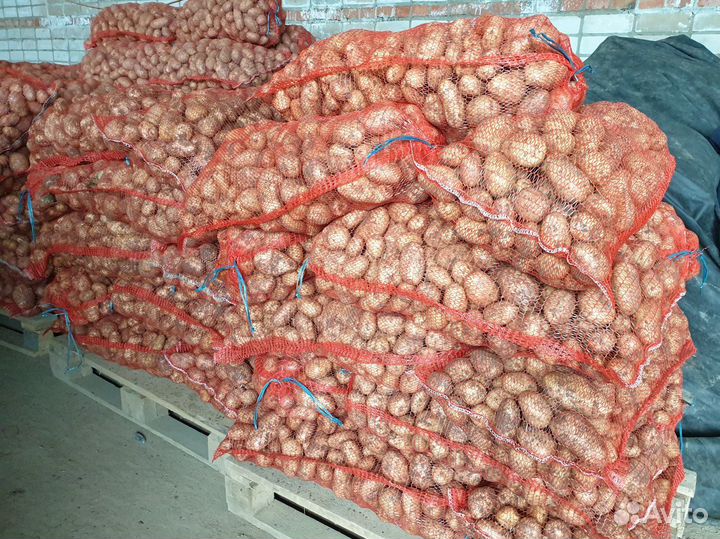 Картофель от производителя