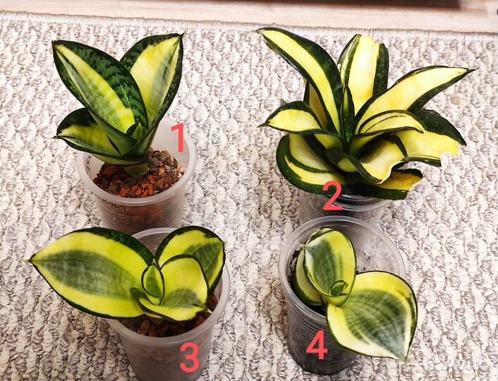 Сансевиерии Ханни и не только. 17 сортов