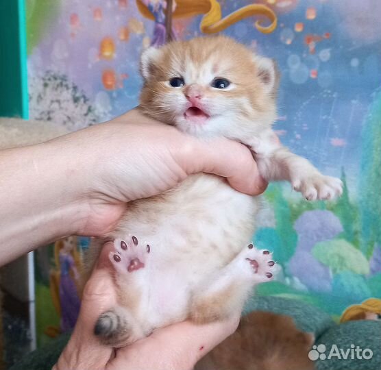 Золотая шиншилла