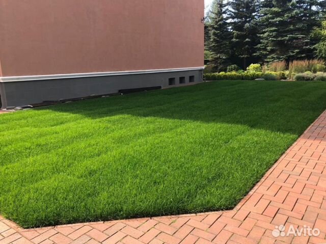 Рулонный газон 