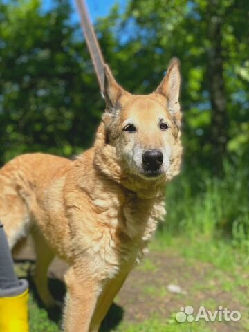 Ваша собака у нас