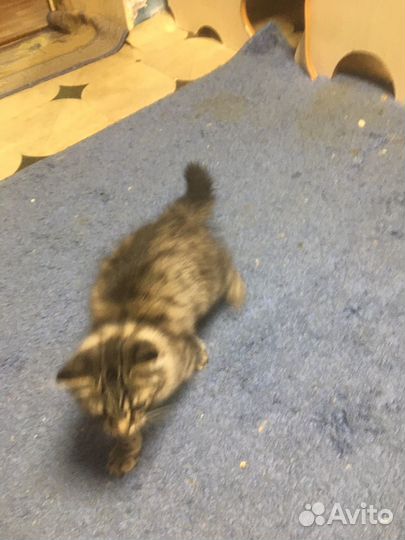 Котенок девочка