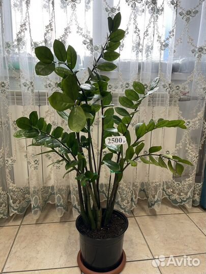 Замиокулькас