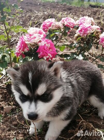 Щенки хаски