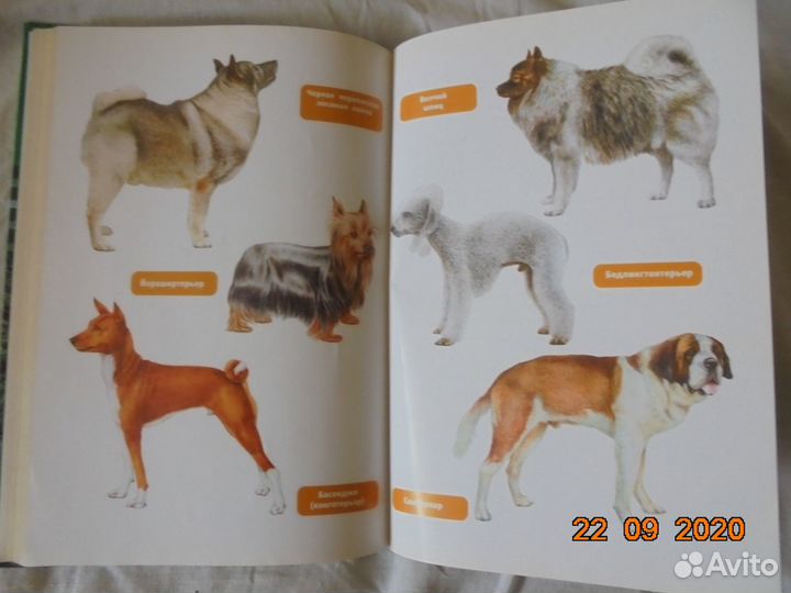 Собаки