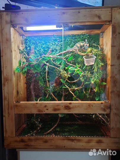 Йеменский хамелеон с террариумом