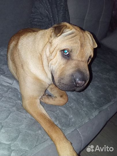 Шарпей вязка