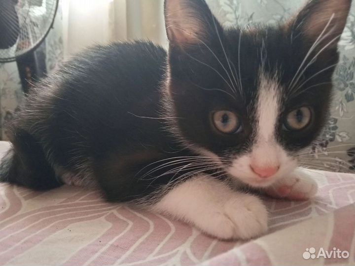 Кошки и котята