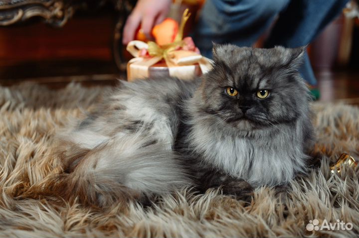 Вязка. Кот красавец ищет кошечку