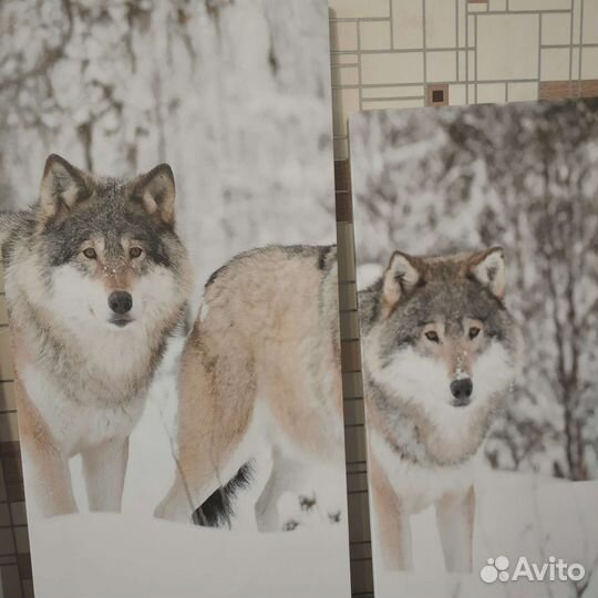 Модульная картина Волки