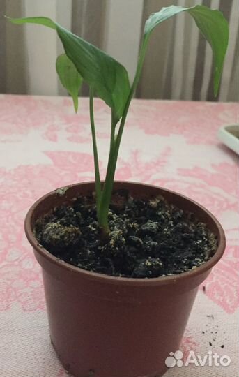 Комнатные растения