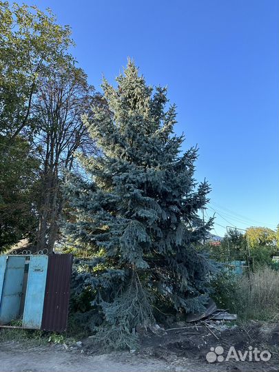 Ель голубая