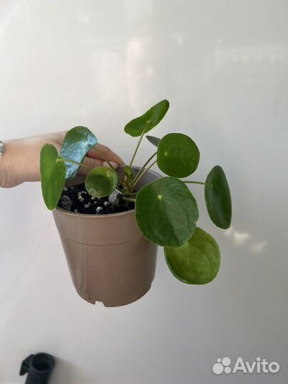 Пилея Пеперомиевидная