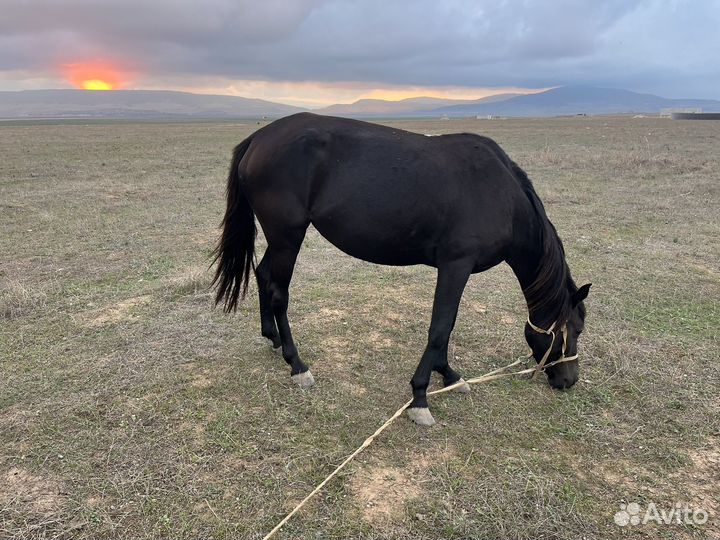 Лошадь и жеребец