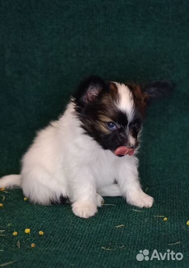 Папийон щенок