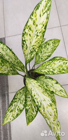 Диффенбахия везувий