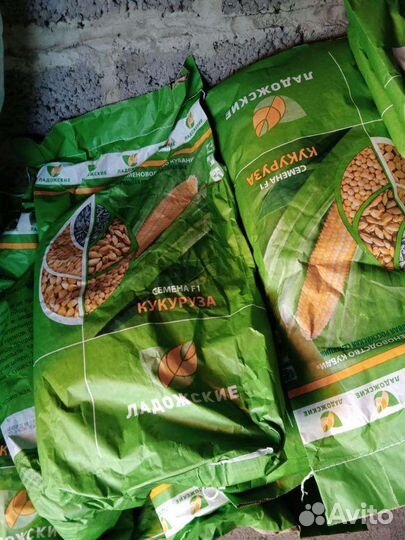 Кукуруза зерно