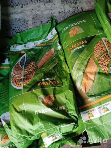 Кукуруза зерно