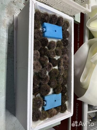 Морские ежи живые, морские гребешки живые