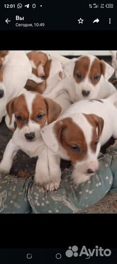 Щенки джек Рассел терьер