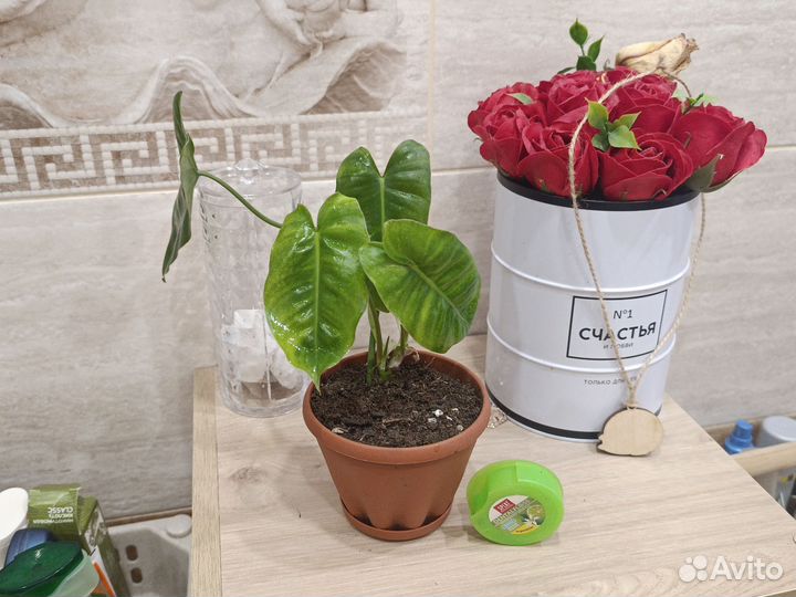 Филодендрон