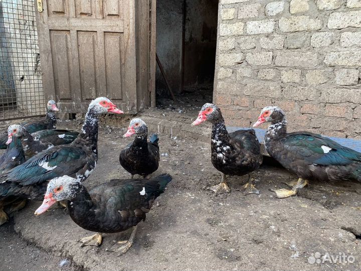 Продам индоуток на племя