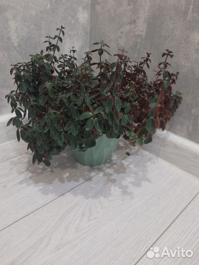 Пеперомия рубелла