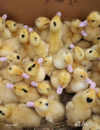 Гусята.Мулард.Утята стар53