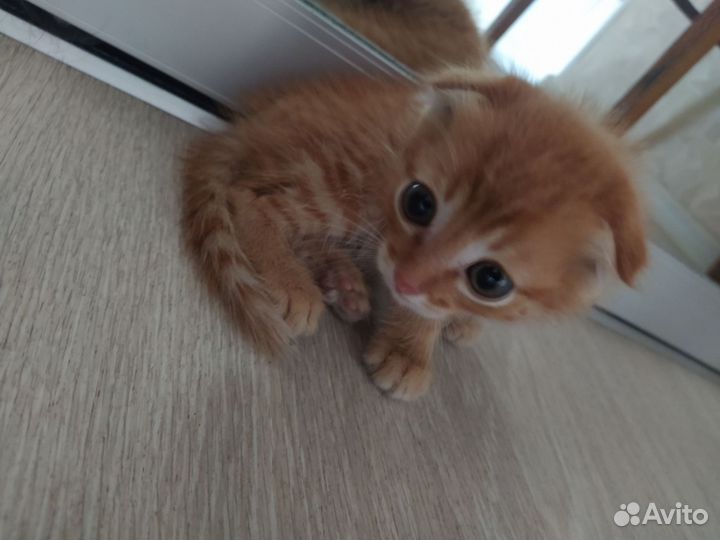 Рыжий котенок мальчик