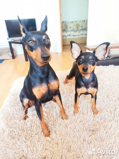 Цвергпинчер девочка(мини доберман)