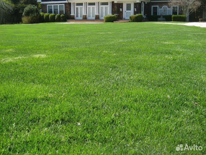 Газонные травы, сидераты