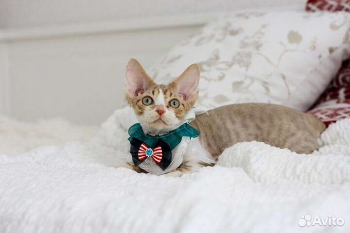 Котёнок породы Девон Рекс